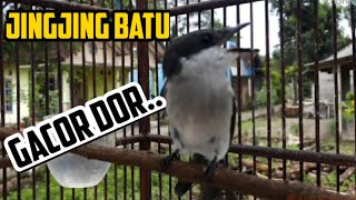 Download lagu Jingjing batu gacor mp3