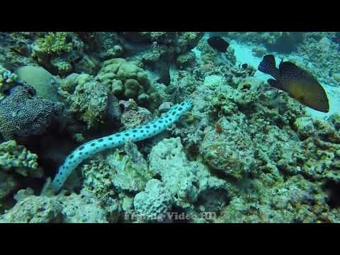 Octopus vs Tiger Snake Eel   Dramatic Fight Moray Eel, Porcupinefish, Octopus & Crab