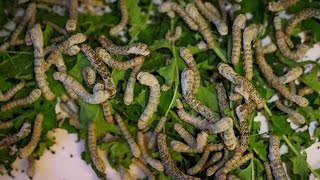 GREEN TEA ICE CREAM and RAISING SILKWORMS