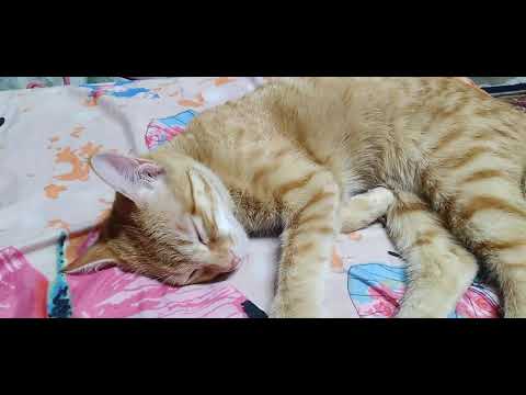 This is my cat. It is  sleeping 😺😺😴😴