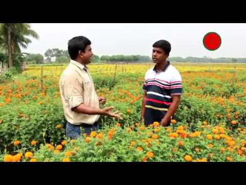 ১০ হাজার টাকা খরচে ৫ মাসে ৩ লাখ টাকা আয়(প্রতি সপতাহে ১৫ হাজার)- গাঁদা ফুলের চাষ