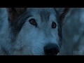 Selena Gomez,Marshmello-Wolves || ARYA STARK || NYMERIA || GAME OF THRONES Selena Gomez,Marshmello-Wolves || ARYA STARK || NYMERIA || GAME OF THRONES