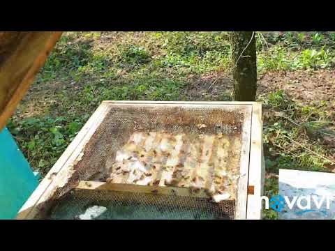 Sakupljanje propolisa sa LR košnice - Collecting propolis from the LR hive