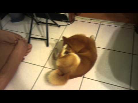 衝衝衝(原發表者:毛豆姐)(影片)