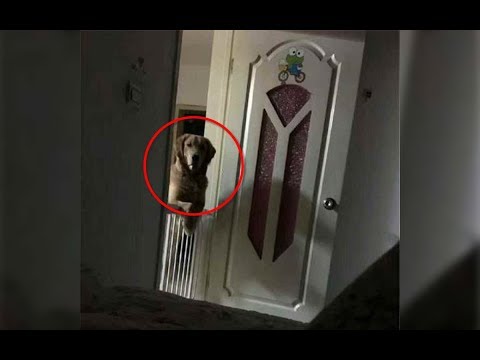 download lagu mp3 mp4 Dog Staring, download lagu Dog Staring gratis, unduh video klip Dog Staring