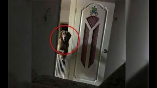 A Man Noticed That His Dog Watched Him Sleep Each Night  Then He Realized The Heartbreaking Truth
