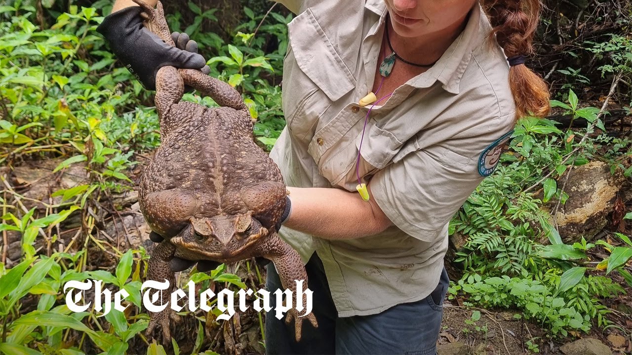 Watch Toad that weighs 6lb and is as long as a human arm found in