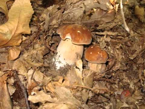 Lord Jaan - Mushroom show
