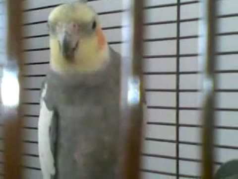 Tyco - nimfa 3 - primele incercari de a canta ;)