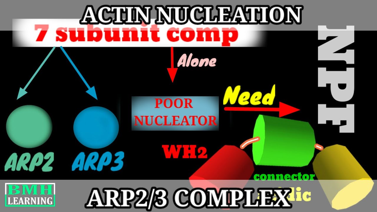 Actin Nucleation By ARP2/3 Complex | ARP2/3 Mediated Actin Nucleation | Actin Binding Proteins| - YouTube