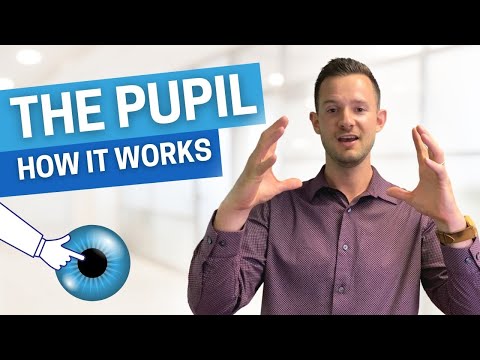HOW IT WORKS - The Pupil