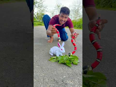 2 ta Red Snake VS 1 ta white Rabbit 😀