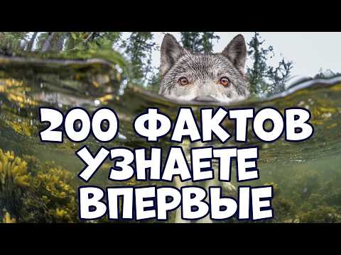 200 ИНТЕРЕСНЫХ ФАКТОВ, КОТОРЫЕ ВЫ УЗНАЕТЕ ВПЕРВЫЕ
