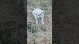 Video preview image #1 Labradoodle Puppy For Sale in Albany, OR, USA