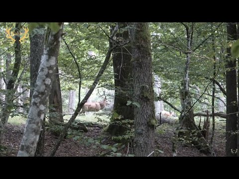Der Starke vom Erlenbruch - Spannende Pirsch direkt im Einstand gefilmt!