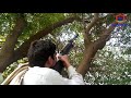 Hariyal ka shikar 2020 // Dove Hunting 2020
