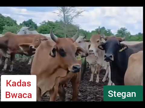 Kadas - Bwaca (Official Audio)