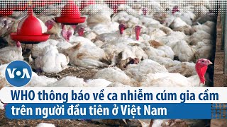 WHO thông báo về ca nhiễm cúm gia cầm trên người đầu tiên ở Việt Nam | VOA Tiếng Việt
