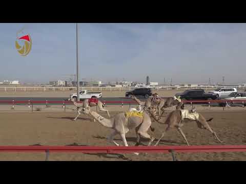 سباق اللقايا - الطي 16-11-2018 - ش22 الذيبه لـ حميد جاسم براك المزروعي 6:08