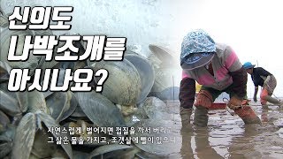 preview picture of video '신의도이야기②-피조개, 나박(떡조개)나는 신의도갯벌 [와보랑께, 섬으로]'