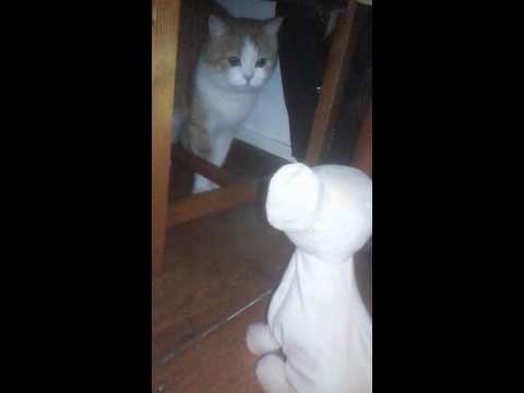 Oali  et nargesse  begache