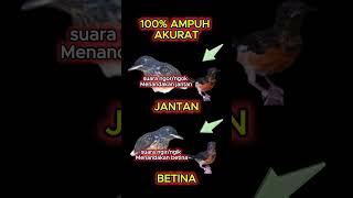 Download lagu cara membedakan murai batu jantan dan betina 100% ampuh akurat #muraibatu mp3
