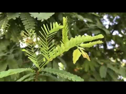 Orin (cantiga) / Òrìṣà - Orixá |ọ̀ṣọ́ọ̀sí (Oxóssi)