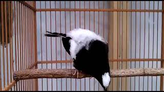 Download lagu kacer air atau manintin gacor teler mp3