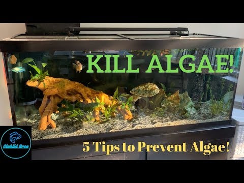 How to PREVENT Aquarium ALGAE! 5 TIPS!