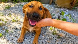 Abandoned Dog Mom Begged for Help until This Happened