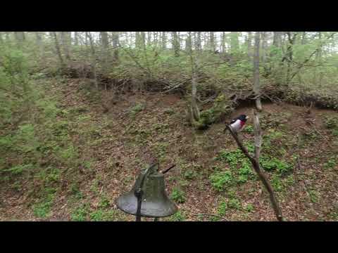Rose Breasted Grosbeak