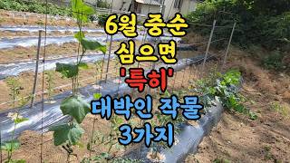 6월 중순 심으면 특히 대박인 작물 3가지