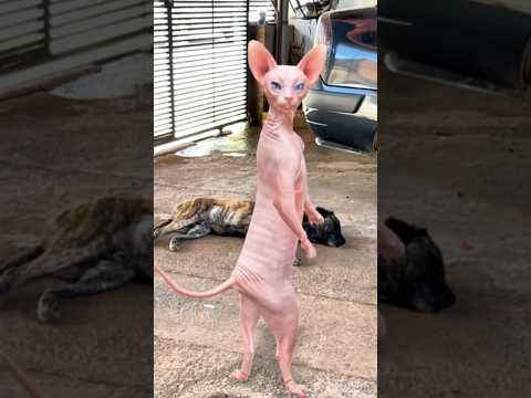 GATO DANÇANDO 😂😂😂#shorts #funny