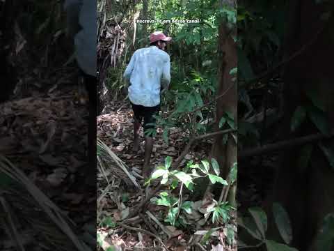 TRILHA EM PRESIDENTE FIGUEIREDO NO AMAZONAS. #shorts #trilha #trekking #camping #brasil #natureza