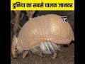 सबसे चालाक जानवर Shorts
