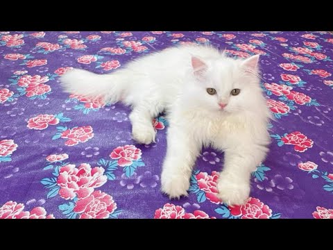 #@VeerAndDolly Sb Animals ek  Jase Hote Hain Ki in Madan Kiya Kare #CatsLovely💕💕😭😭