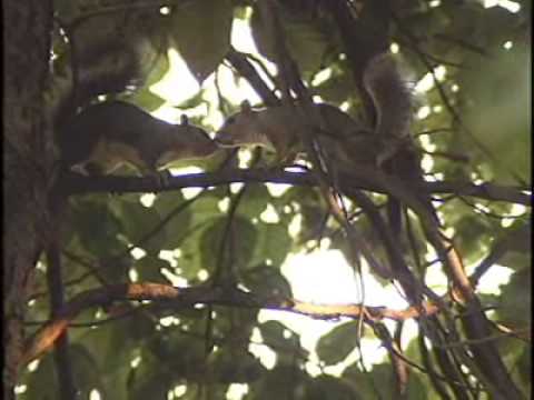 Squirrels and Feeders: Dealing with Wild Neighbors