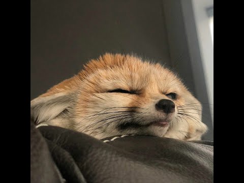 Zitraks stream | Кураме объясняйся