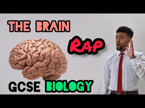 Science Raps: GCSE Biology - The Brain