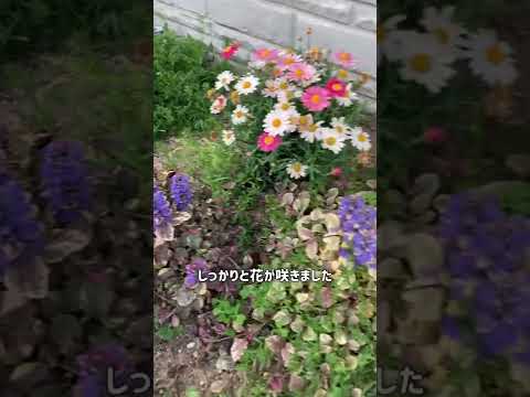 ロッカリー用の花の咲くグランドカバー：高山庭園を作るにはどの種を選ぶべきですか？  庭園