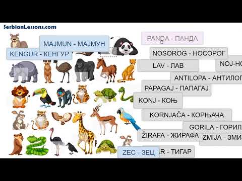 Serbian Lessons - Genitive and Accusative