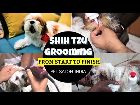 First Time Puppy Grooming From Start To Finish | How To Groom A Shih Tzu Puppy