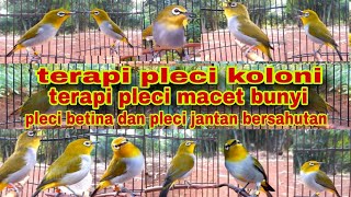 Download lagu Terapi Untuk Pleci Macet Bunyi || Terapi Pleci Koloni || Pleci Betina Dan Pleci Jantan Bersahutan mp3