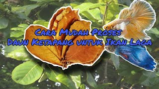 Download lagu Cara proses daun ketapang / mudah/ untuk ikan laga/ ikan betta/ikan cupang| DIY/ Betta Malaysia mp3