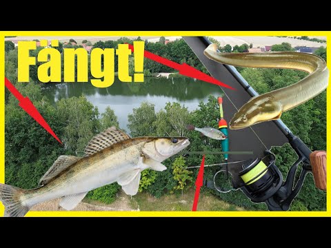 Eel, zander, carp all-round night fishing with bait fish & worm exciting night full of fishing ac...