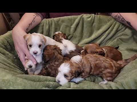 RiverHill Havanese YouTube video thumbnail 1