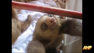 Funny Sloths Climbing And Fail