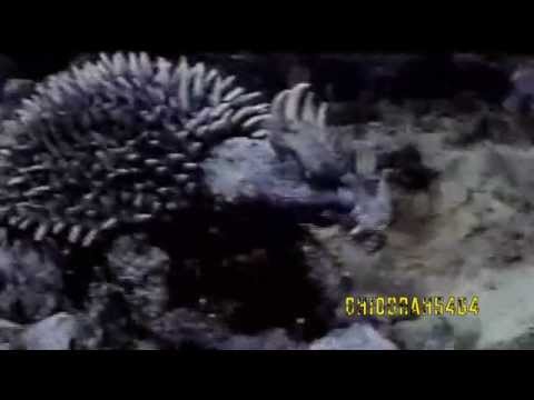 Anguirus - Never Surrender