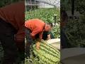 🧠🍉 Genius Watermelon Growth Hack You’ve Never Seen Before!