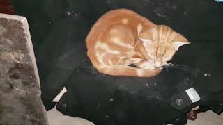 cats animal# cats poet crossword clue#cats in the cradle